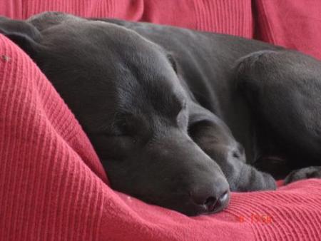 ma chienne